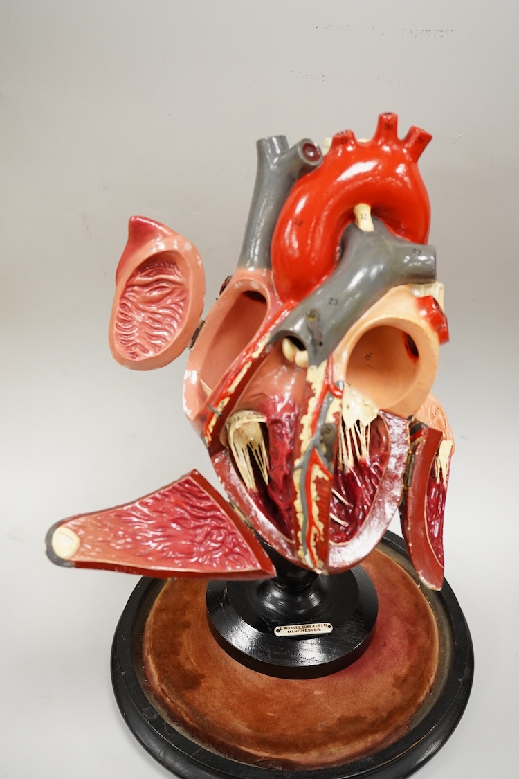 A painted wood and composition model of a human heart by J. Woolley Sons and Co Ltd, Manchester, on an ebonised pedestal and a glass dome, 48cm high